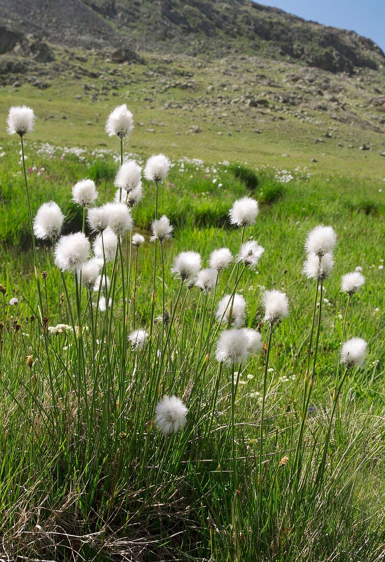 Cotton grass on a mountainside