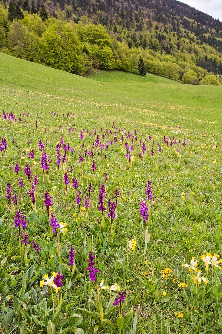 Flowery Alpine meadow,France