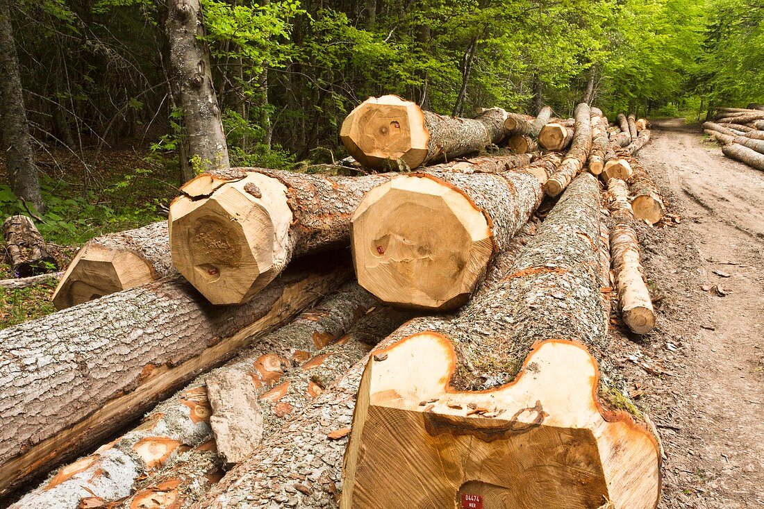 Felled Norway spruce (Picea abies)