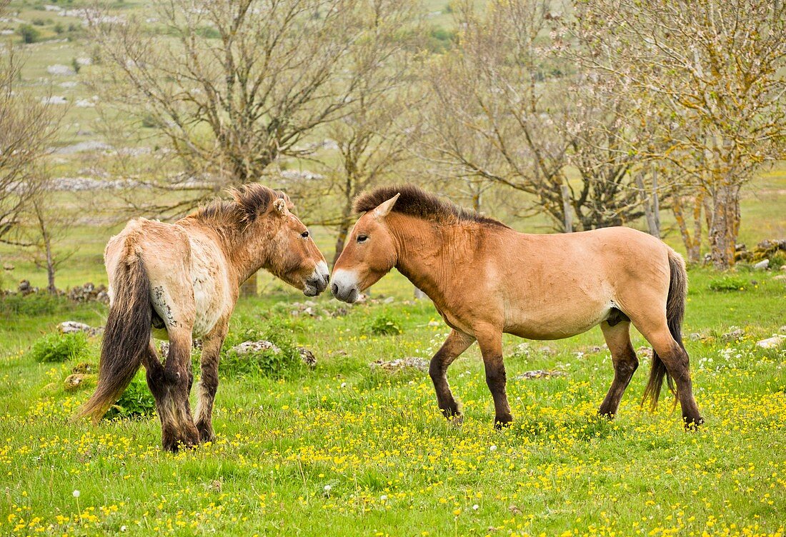 Wild Przewalski's horses