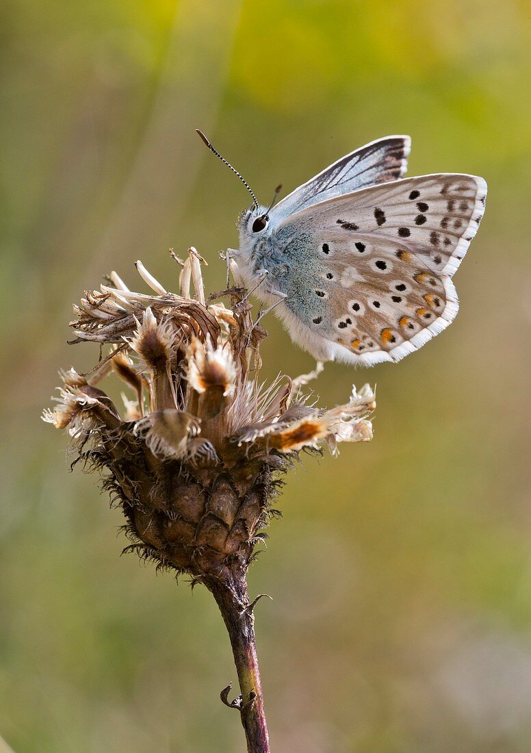 Chalkhill blue butterfly on knapweed