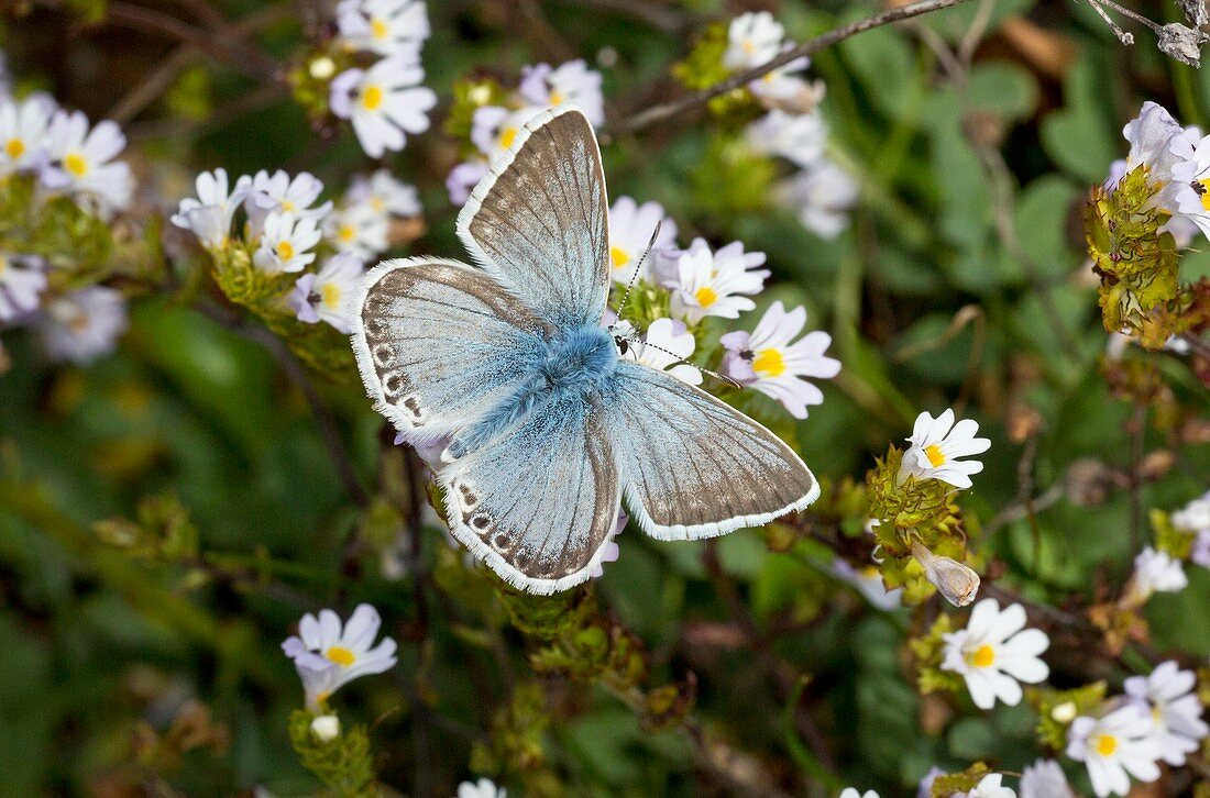 Chalkhill blue butterfly on eyebright