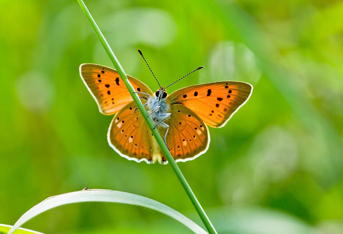 Female scarce copper butterfly