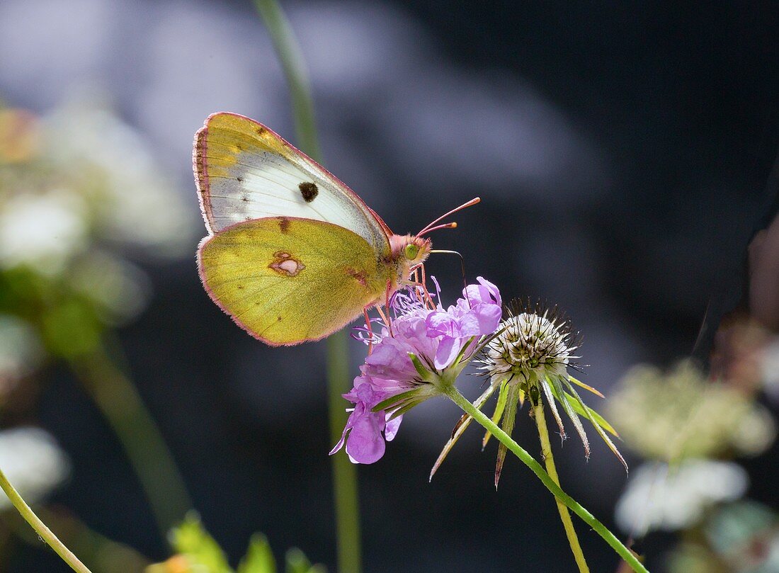Berger's clouded yellow on scabious