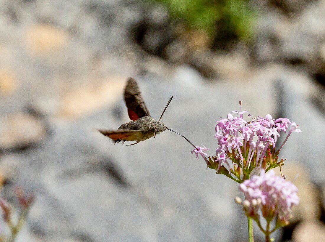 Humming-bird hawk-moth on valerian flower
