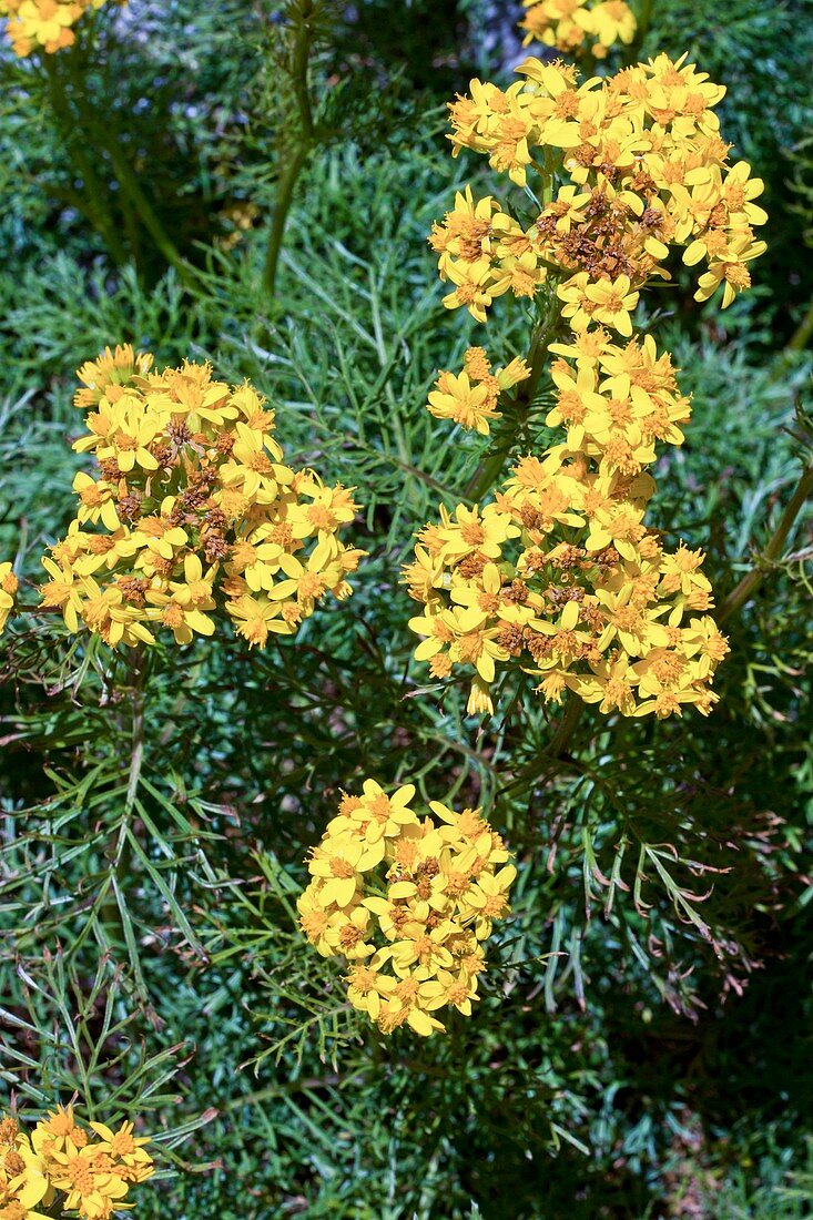 Ragwort (Senecio adonidifolius) in flower