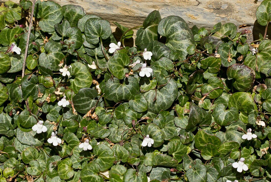 Toadflax (Cymbalaria hepaticifolia)