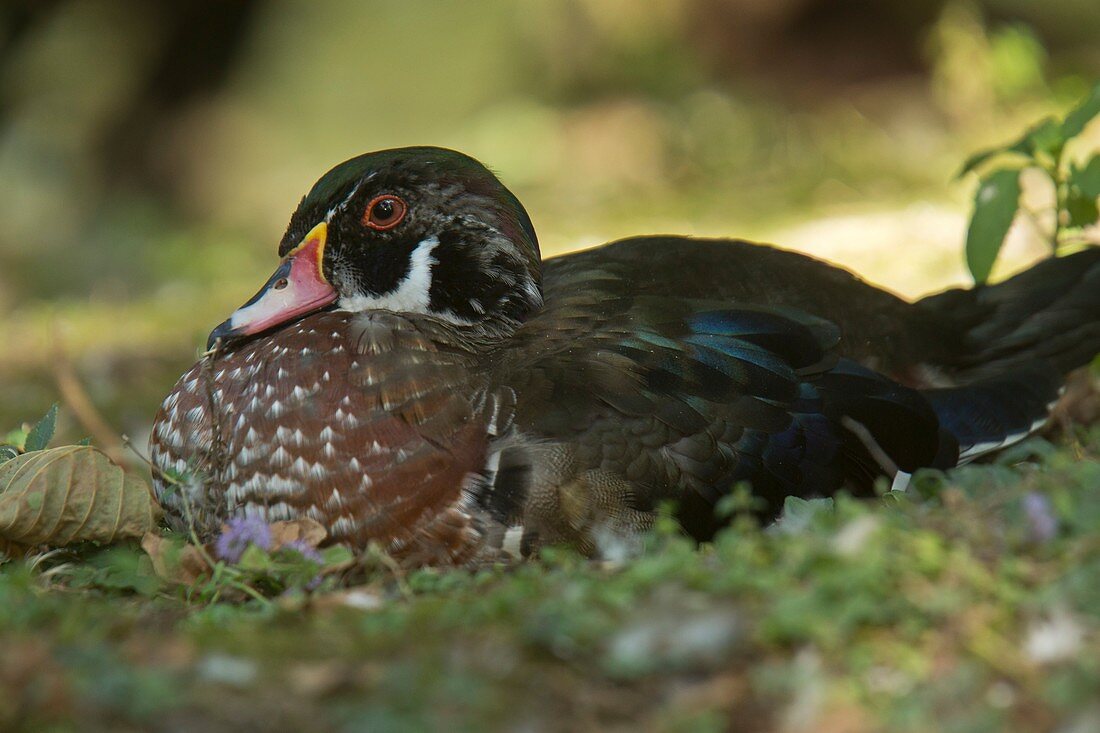Male wood duck in eclipse plumage