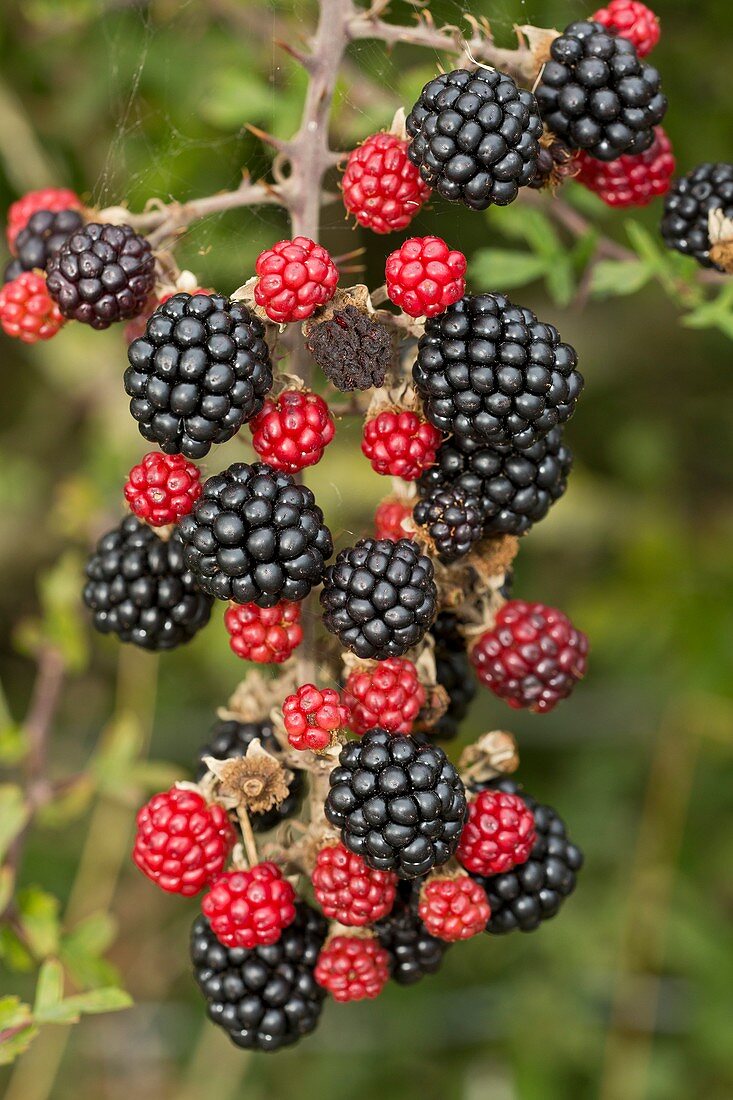 Blackberry (Rubus fruticosus) in fruit