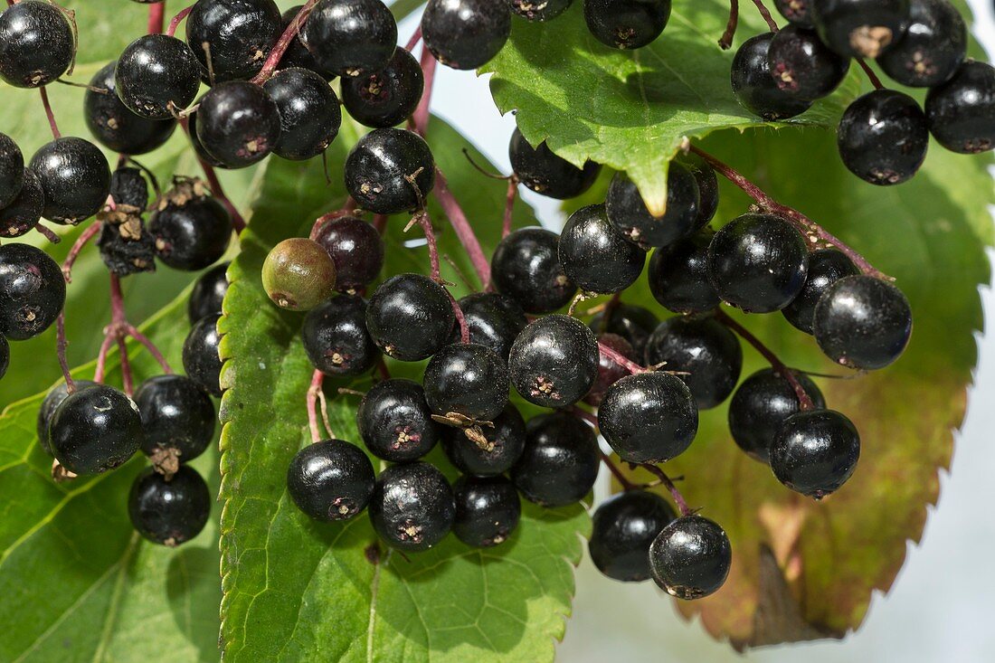 Ripe elderberries (Sambucus nigra)