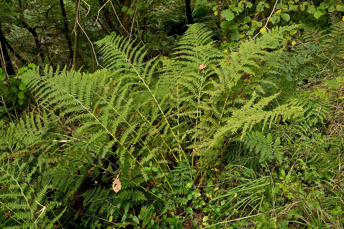 Fern (Dryopteris aemula)