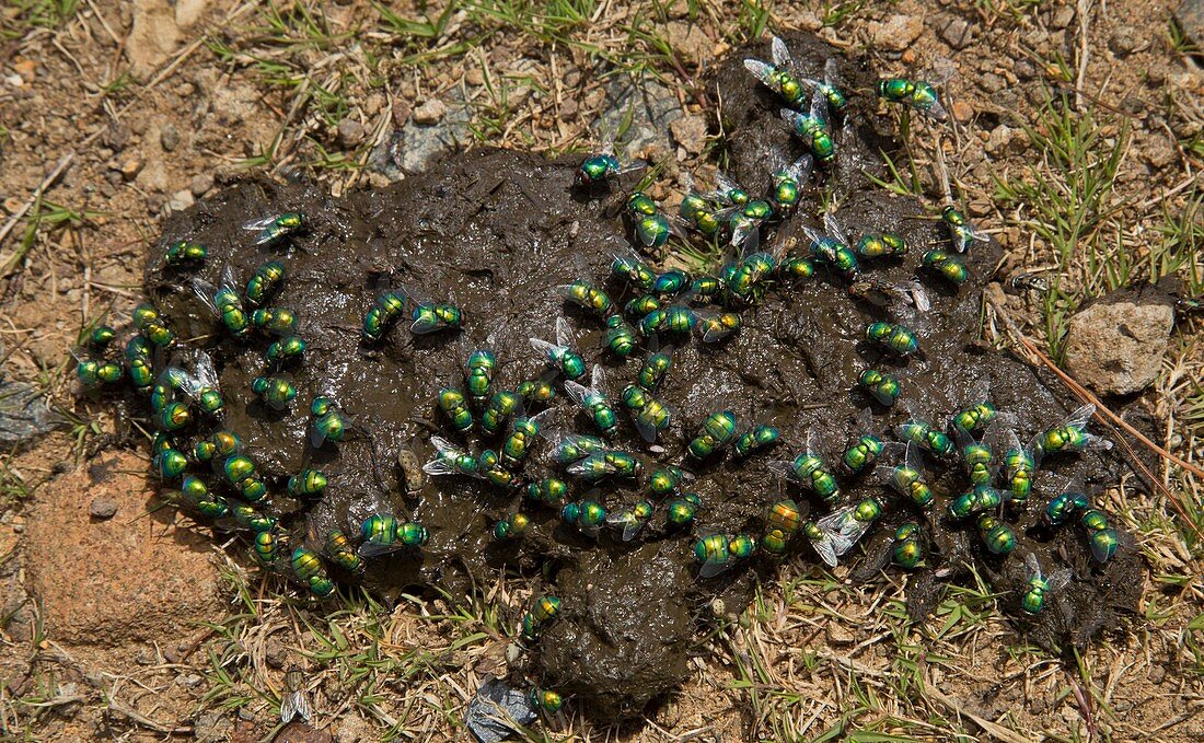 Green bottle flies feeding on cow dung