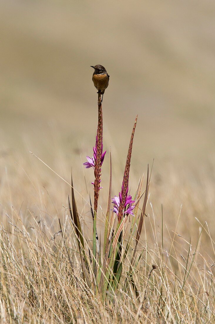 African stonechat on watsonia plant