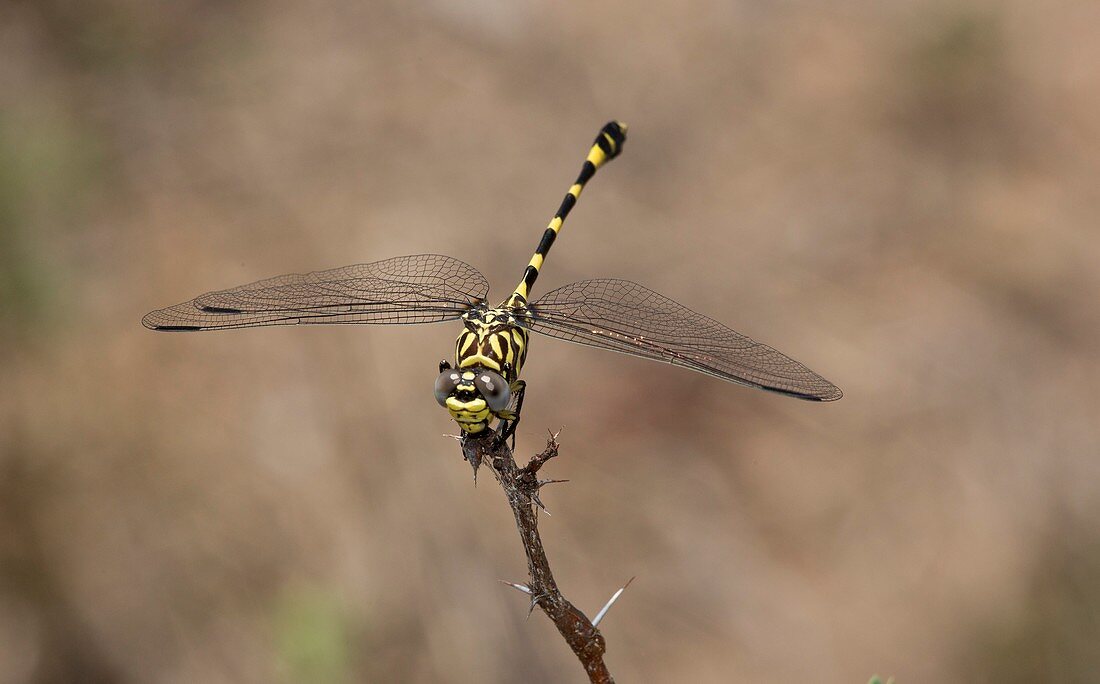 Common tigertail dragonfly