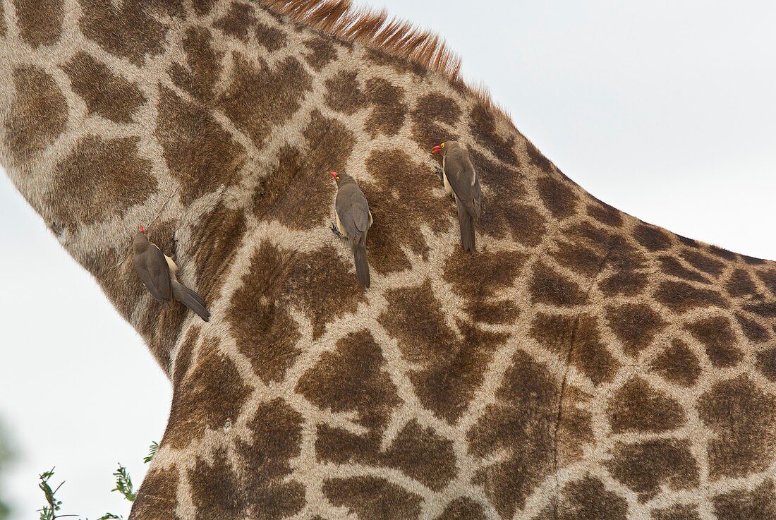 Red-billed oxpeckers on a giraffe