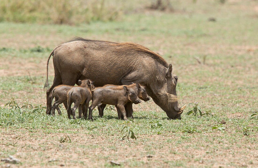 Warthog and young