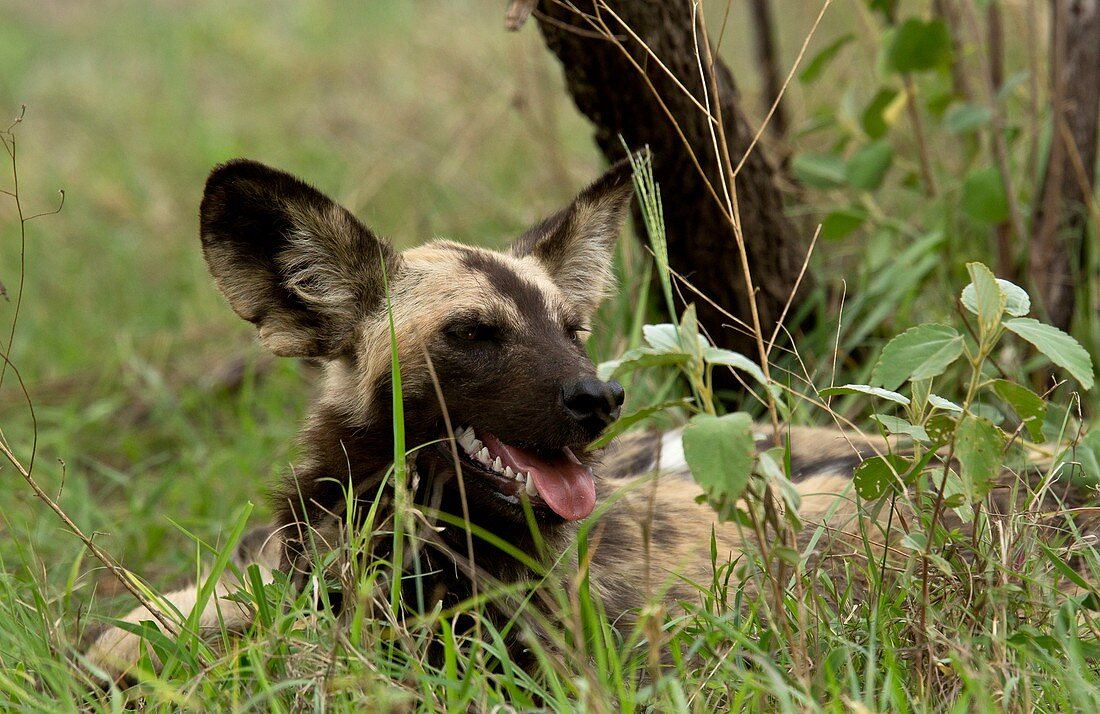 African wild dog resting