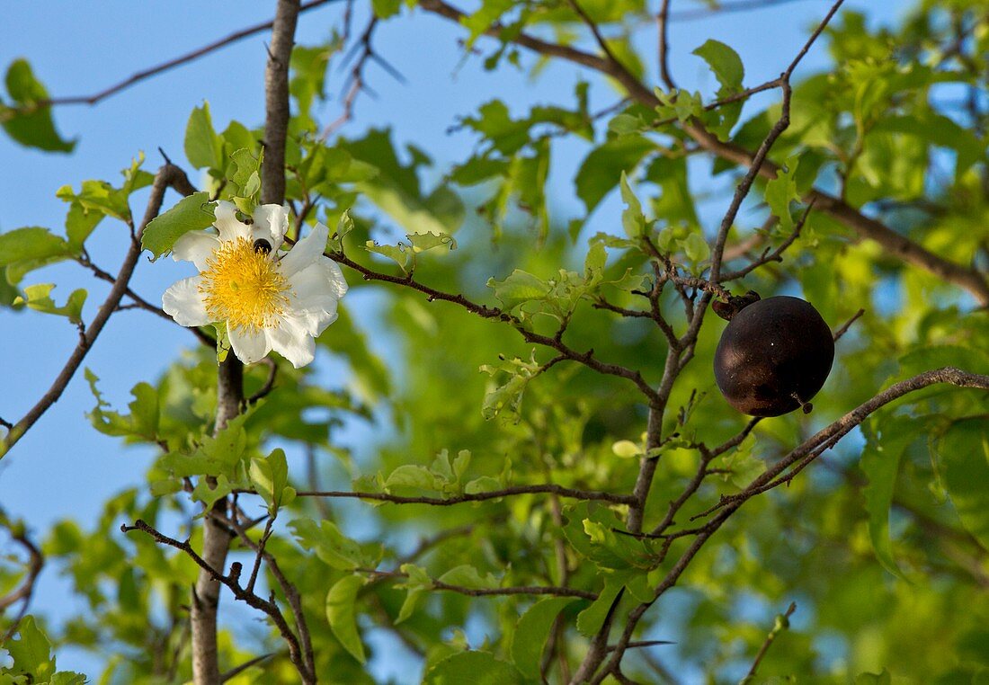 Snuff-box tree (Oncoba spinosa)