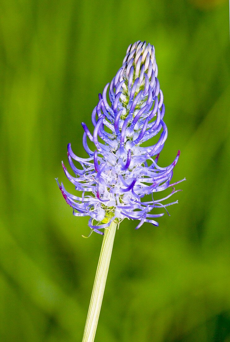Rampion (Phyteuma tetramerum) flowerhead