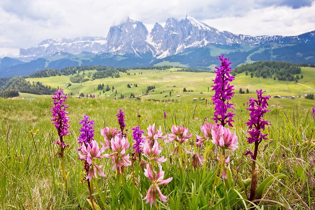 Flowery Alpine meadow,Italy
