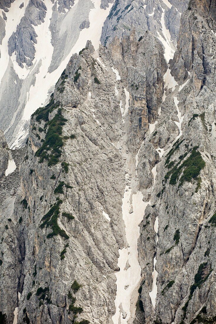 Dwarf pines on mountain cliffs