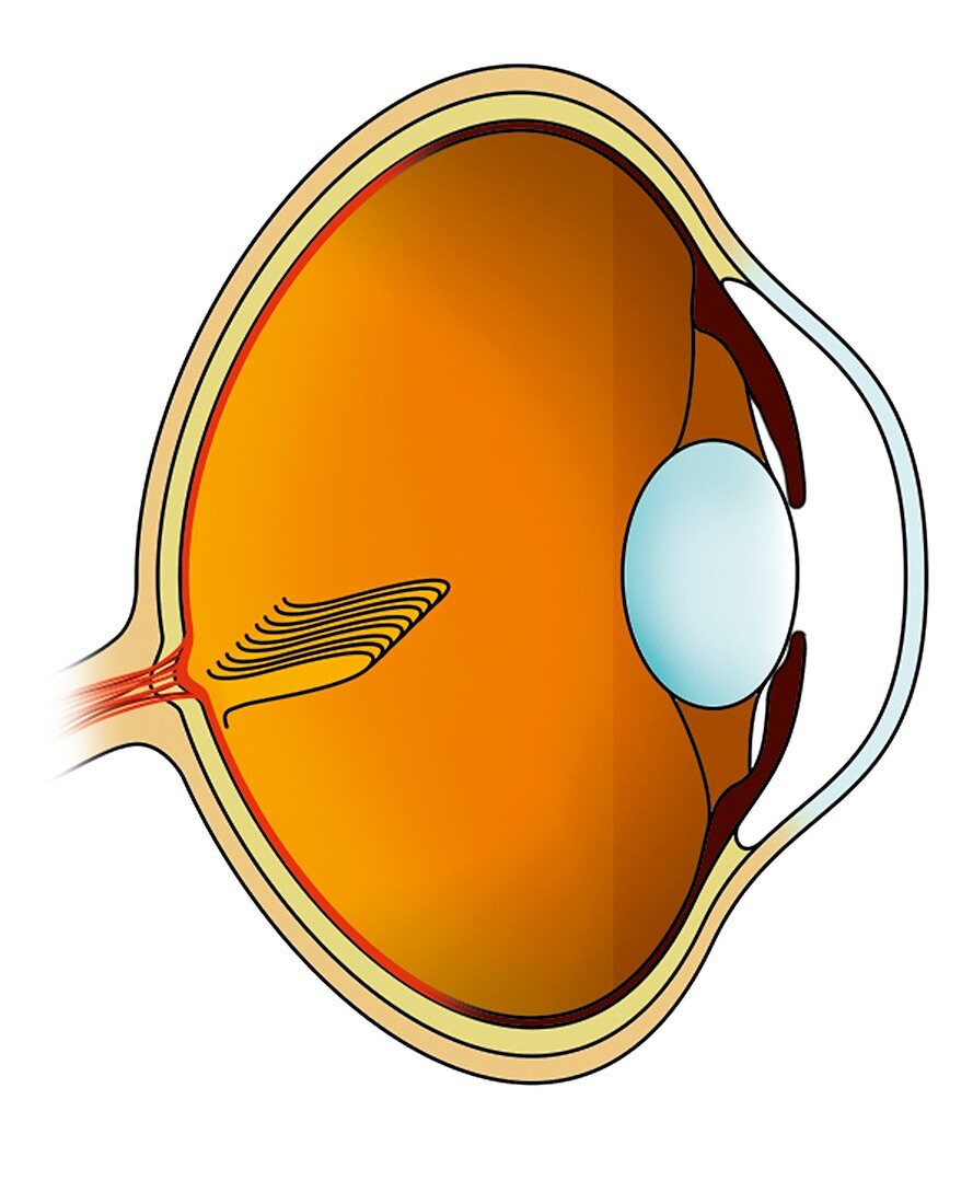 Bird eye,anatomical illustration