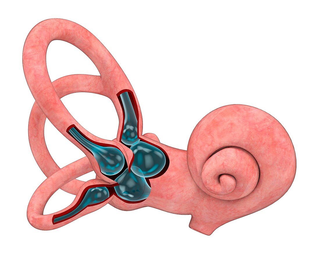 Inner ear anatomy,illustration