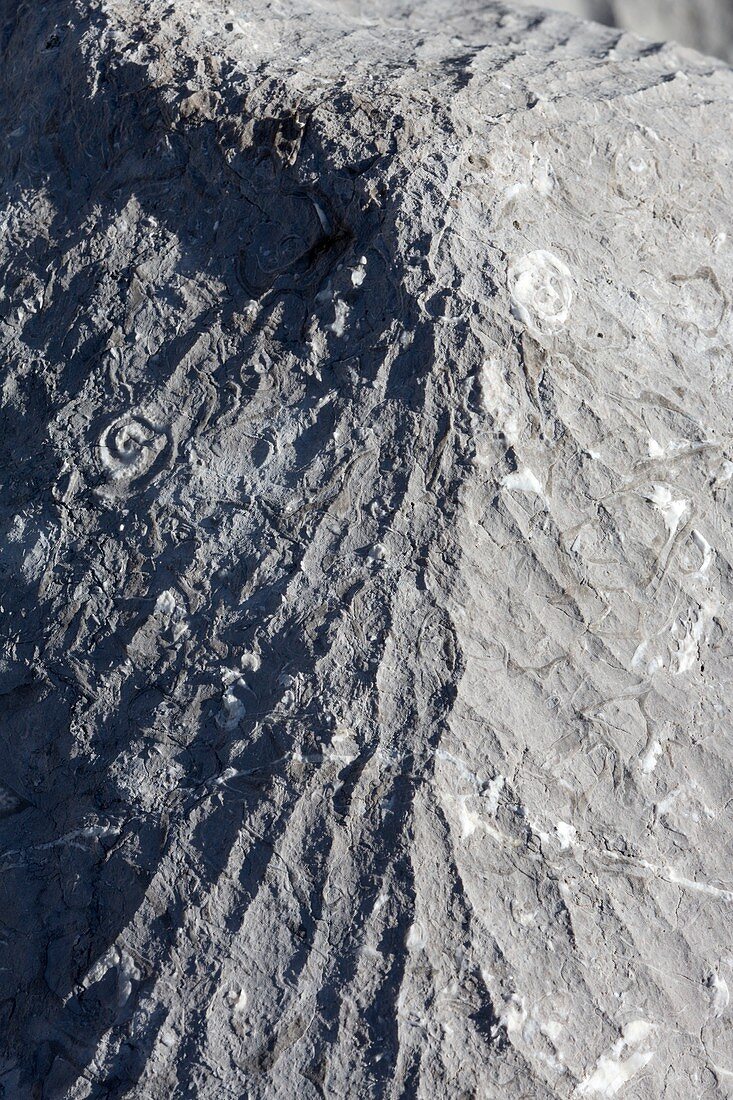 Eroded limestone with fossils