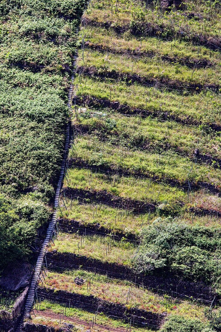 Terraced fields in Madeira