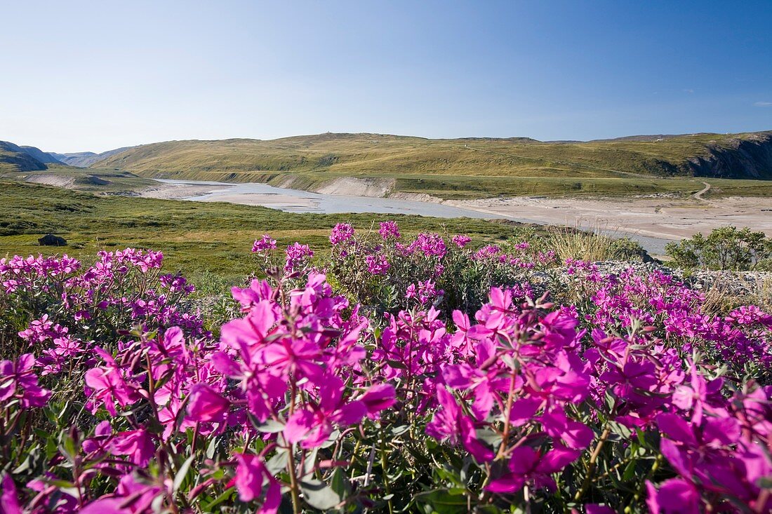 Plants flowering on the tundra