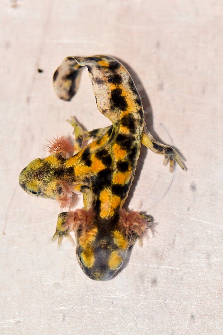 Two-headed fire salamander