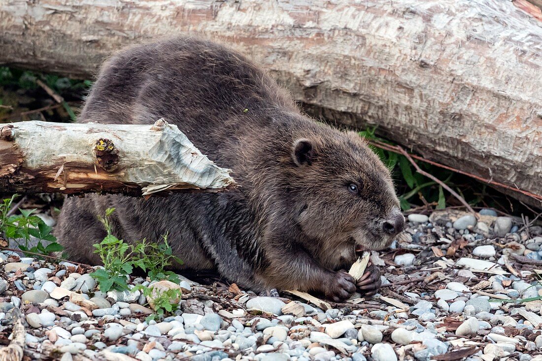 Beaver eating bark