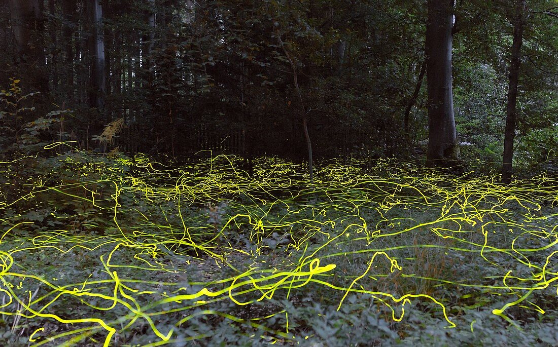 Firefly bioluminescence