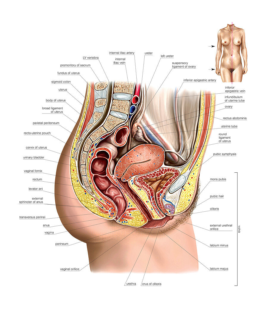 Female Genital System,illustration