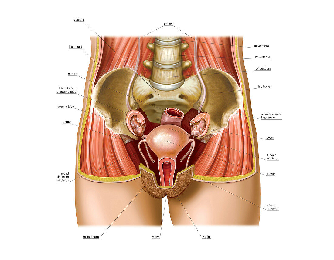 Female Genital System,illustration