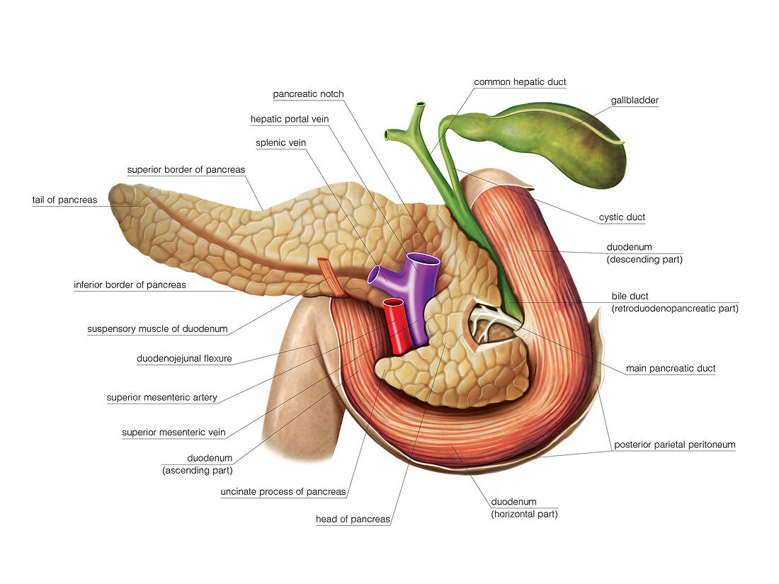 The Pancreas,illustration