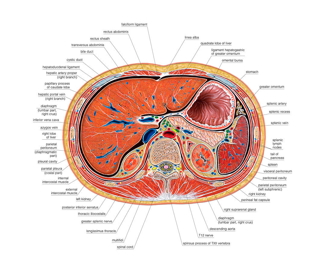 The Abdomen,illustration