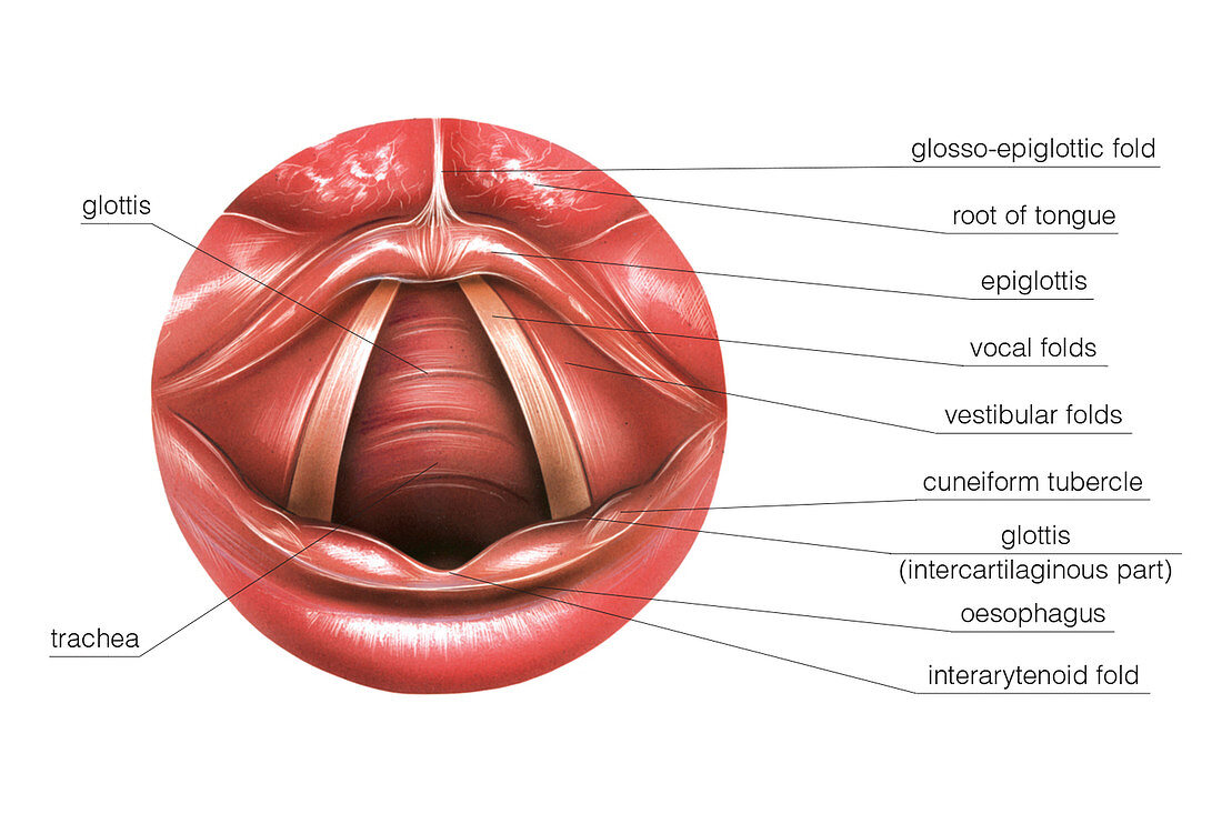 Vocal Folds,illustration