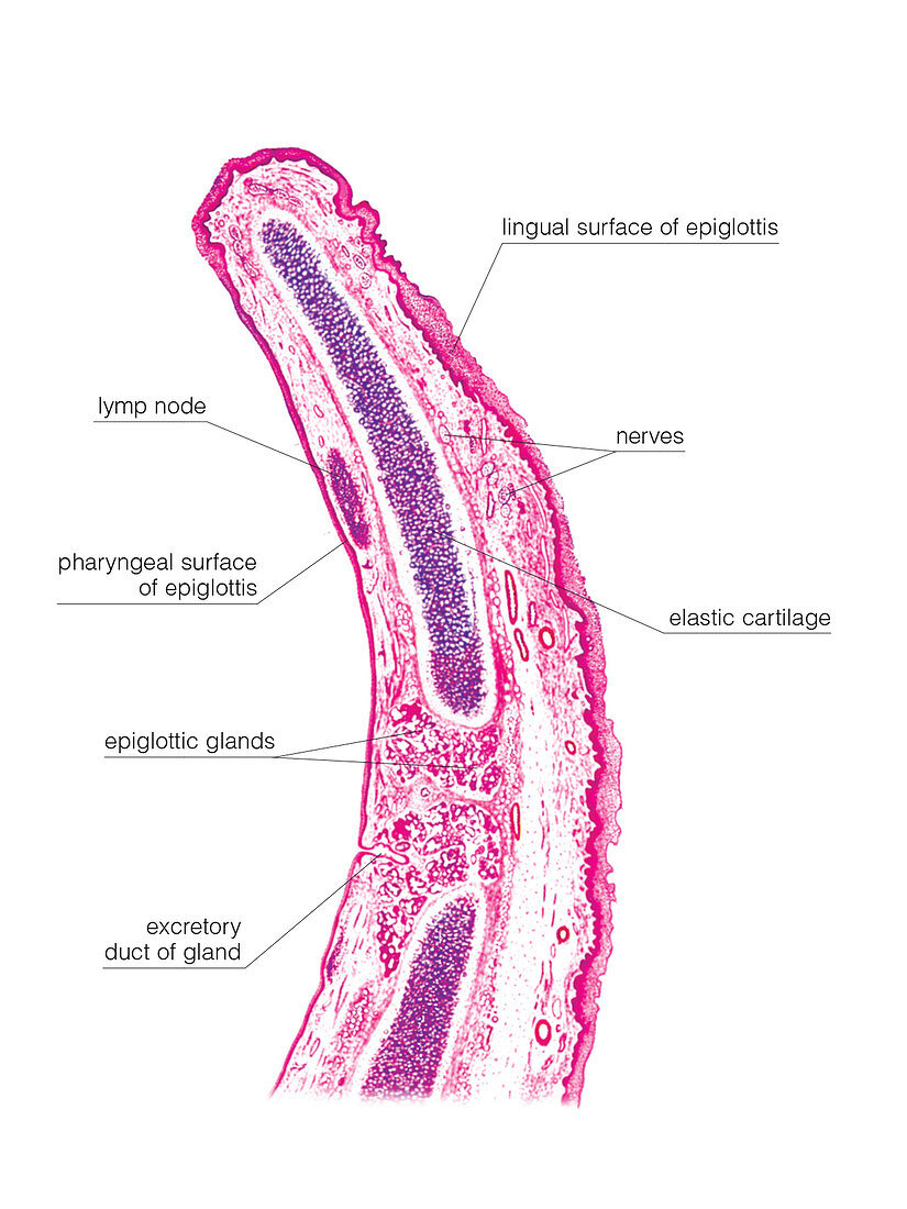 Epiglottis,illustration