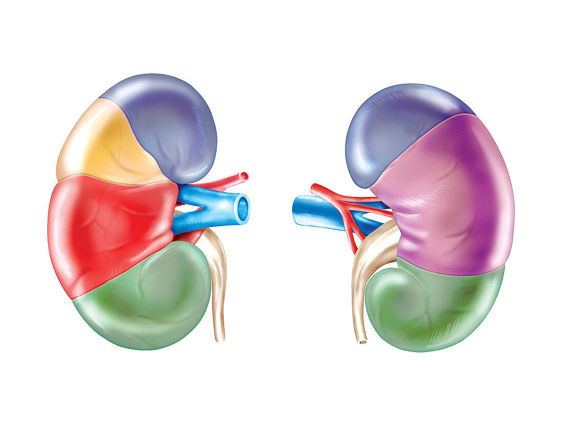 Kidney,illustration