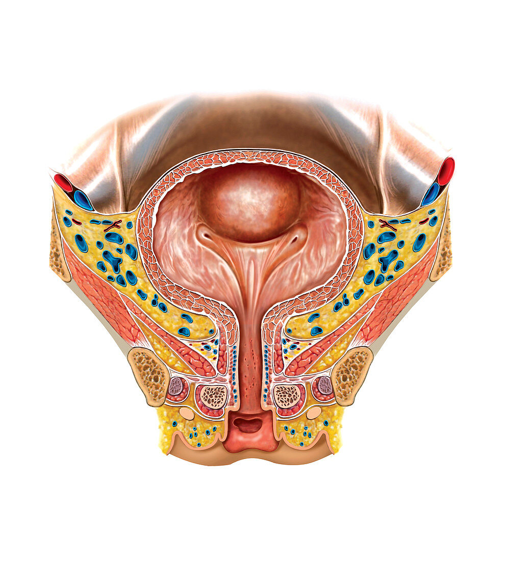 Urinary Bladder and Urethra,illustration