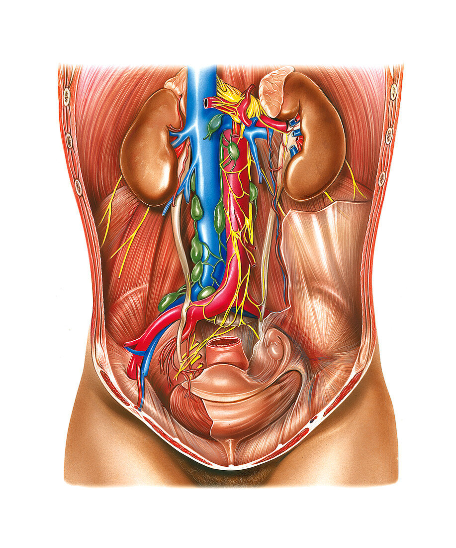 Urinary Structures,illustration