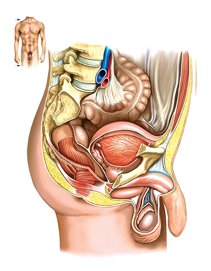 Male Genital System,illustration