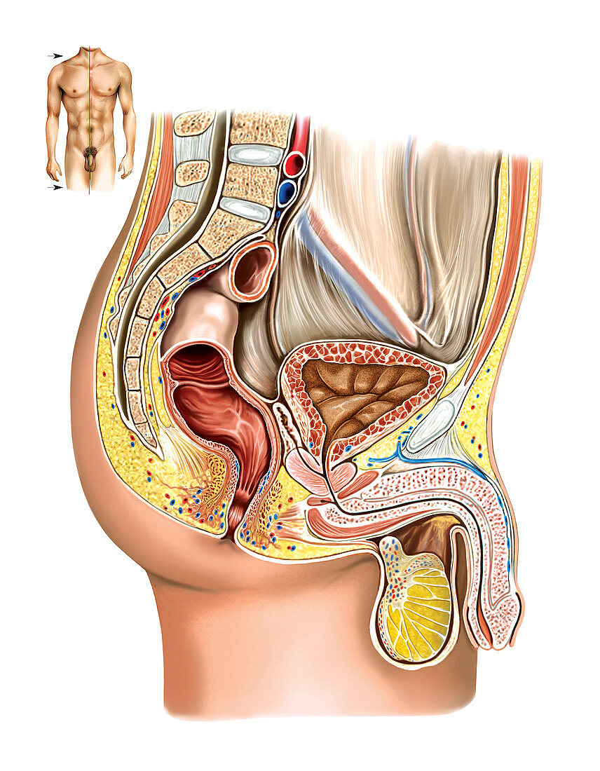 Male Genital System,illustration