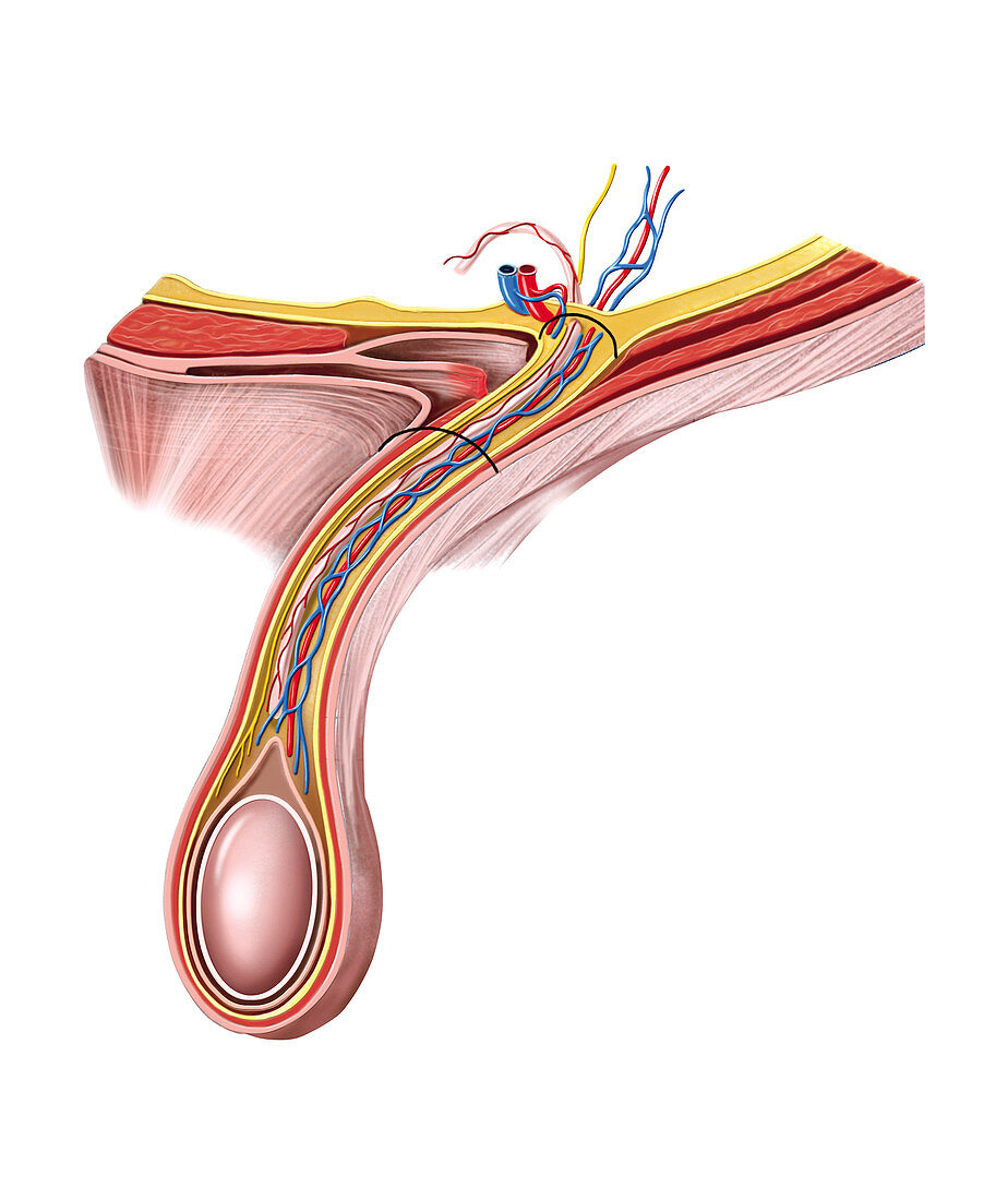 Male Genital System,illustration