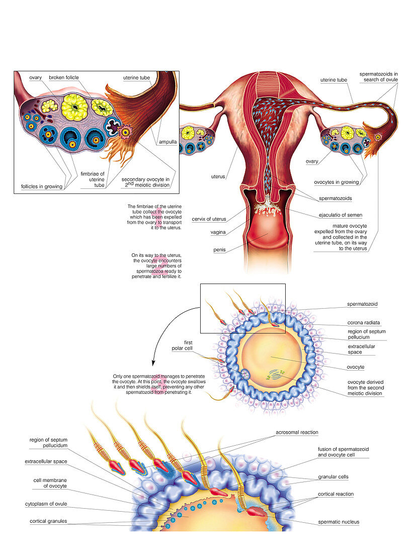 Oocyte penetration,illustration