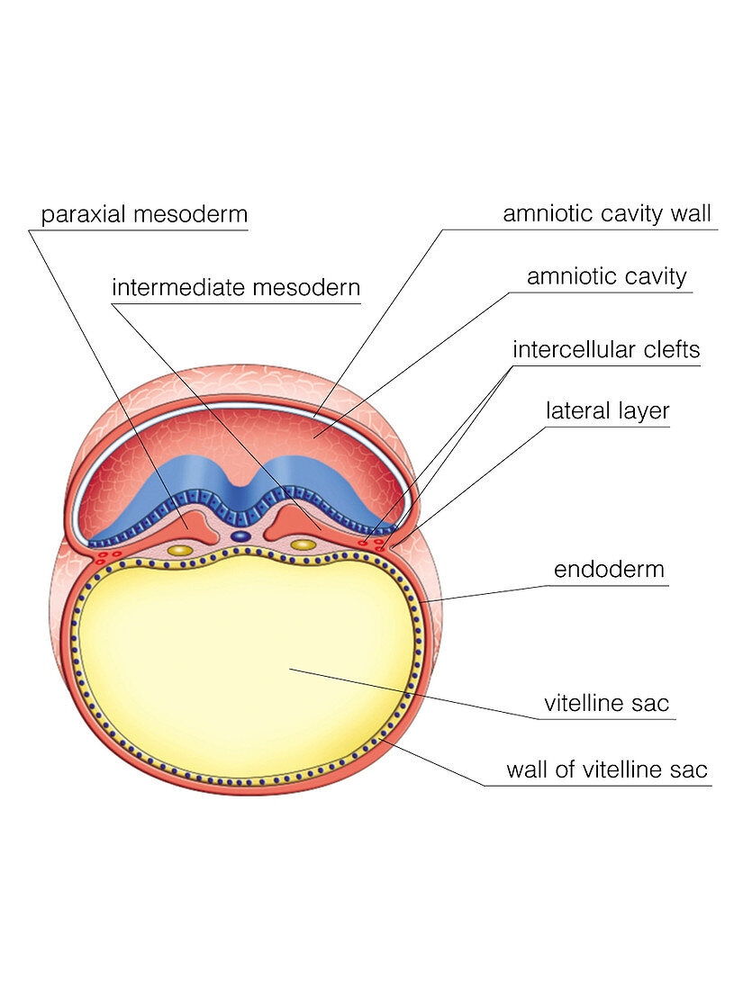 Intra-embryonic Cavities,illustration