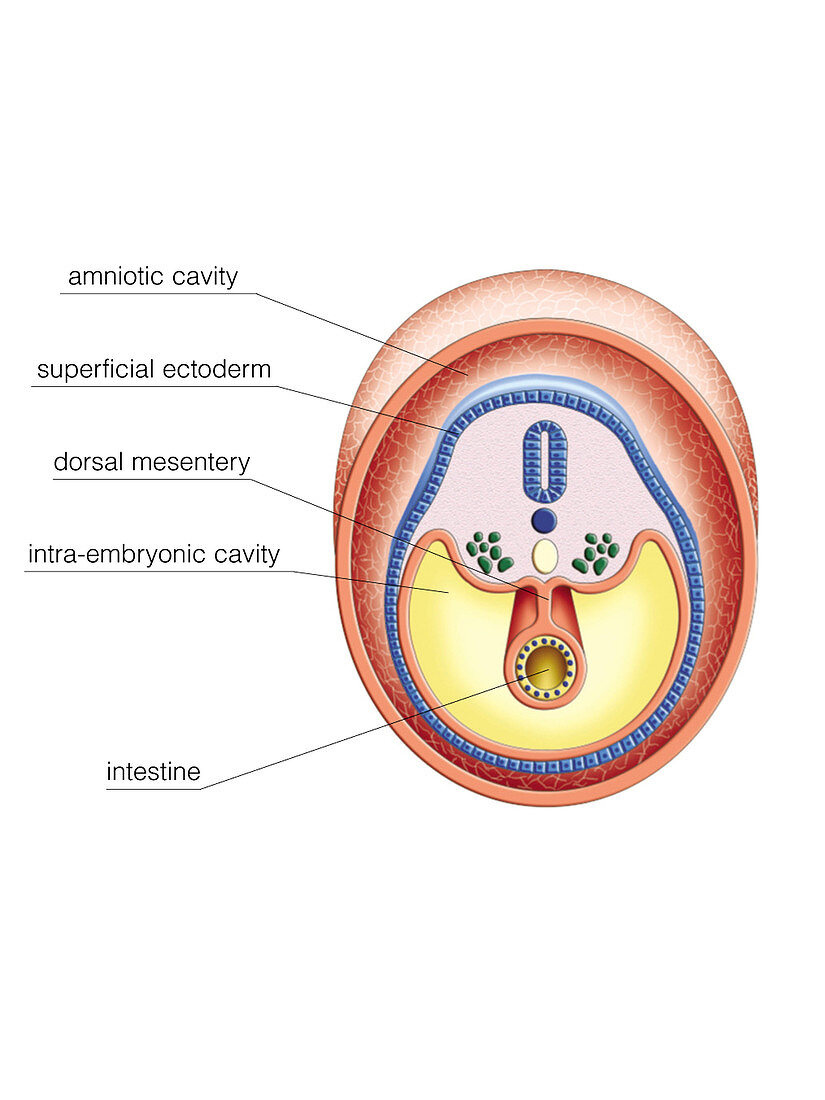 Intra-embryonic Cavities,illustration