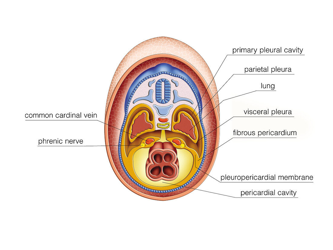 Intra-embryonic Cavities,illustration