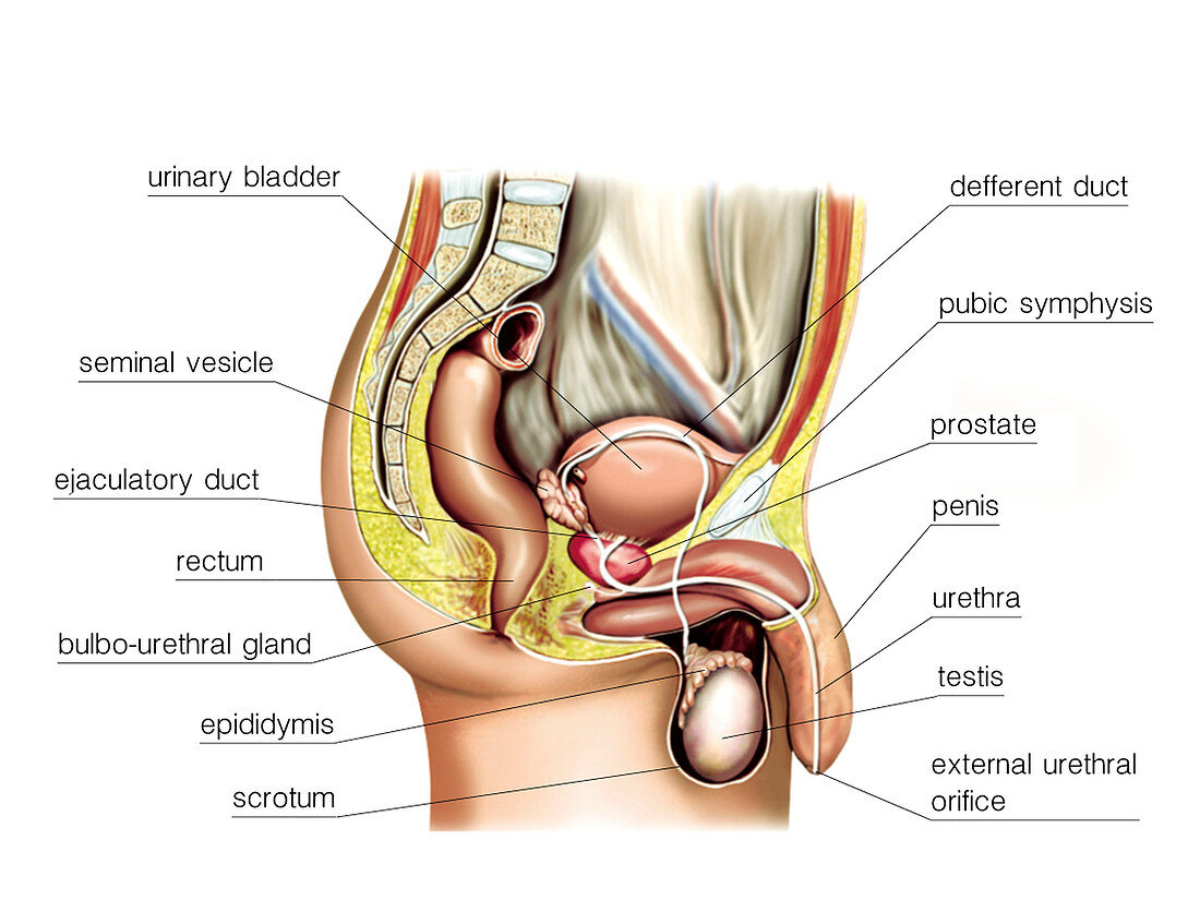 Male sexual response,illustration